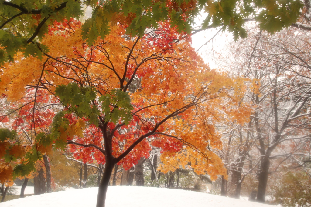 紅葉のある雪景色