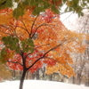 紅葉のある雪景色