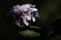 木陰の紫陽花