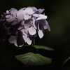 木陰の紫陽花
