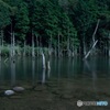 月夜の枯れ立木