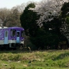 桜と北条鉄道