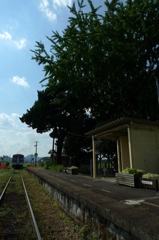 青い銀杏