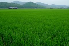 青田