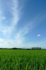 筋雲