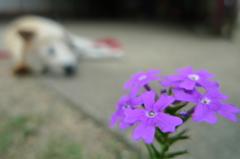 愛