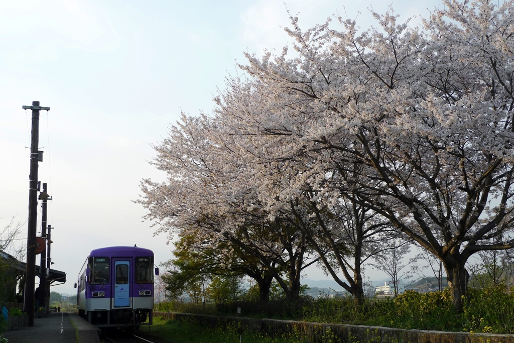 桜と北条鉄道