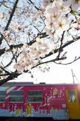 桜と北条鉄道