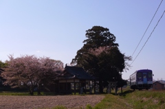 桜と北条鉄道
