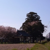 桜と北条鉄道