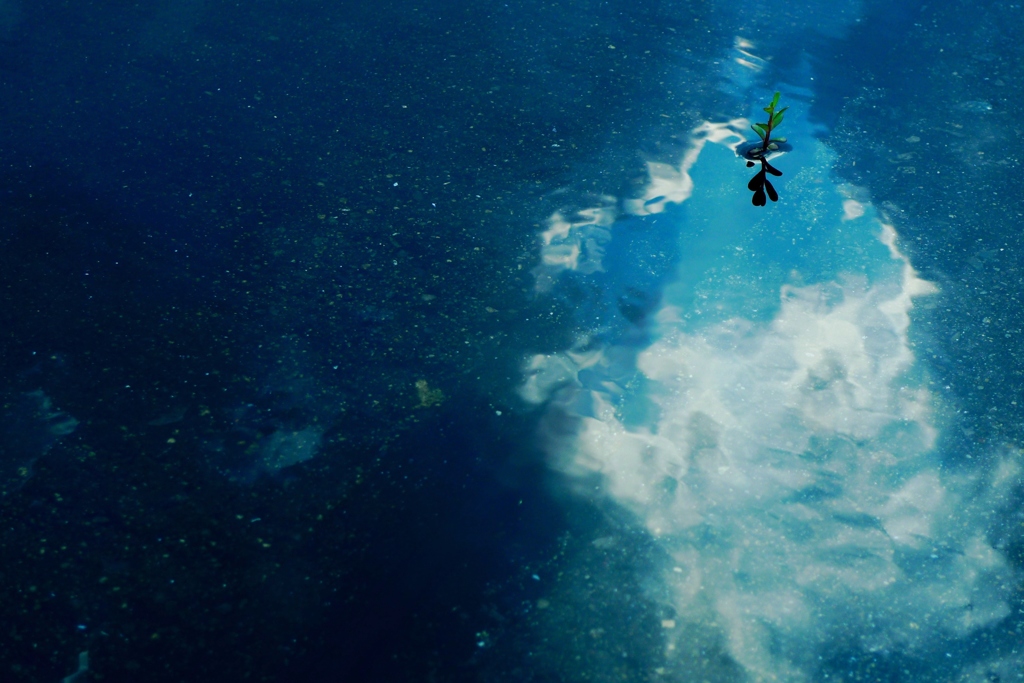 水たまりの空に