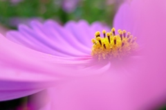 秋桜