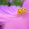 秋桜