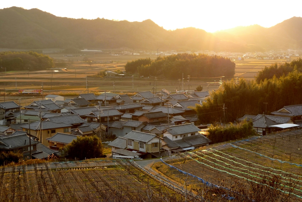 ぶどう畑に差す夕日