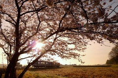 桜と北条鉄道