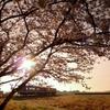桜と北条鉄道
