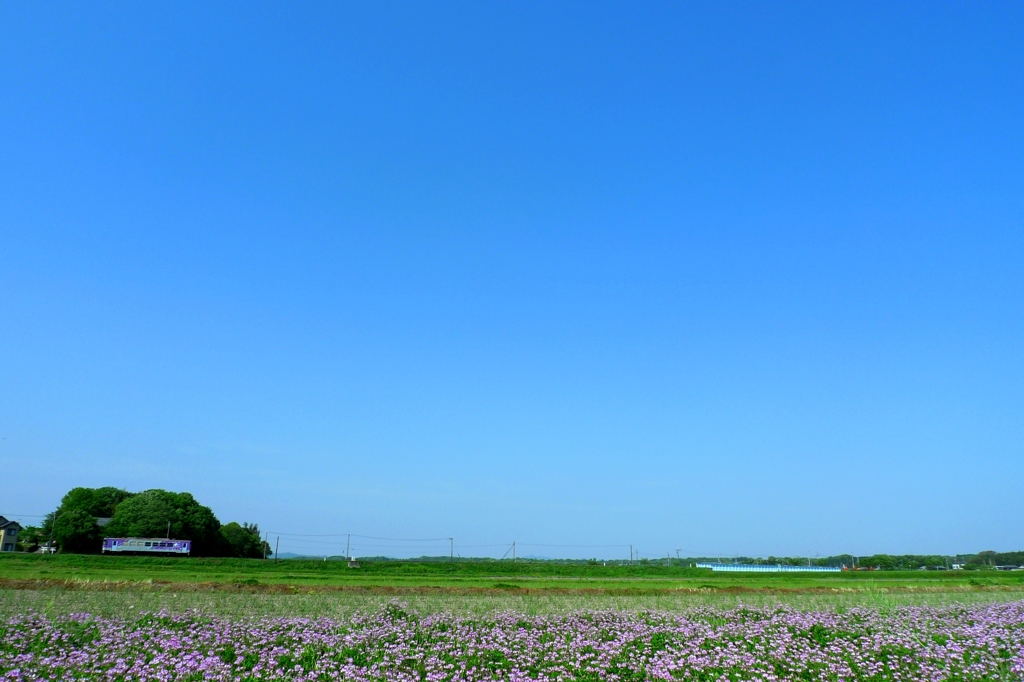 れんげと２号と青い空