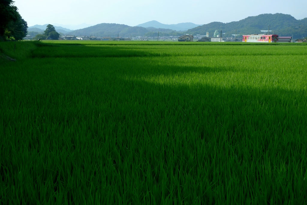 陰陽