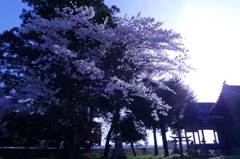 桜と北条鉄道