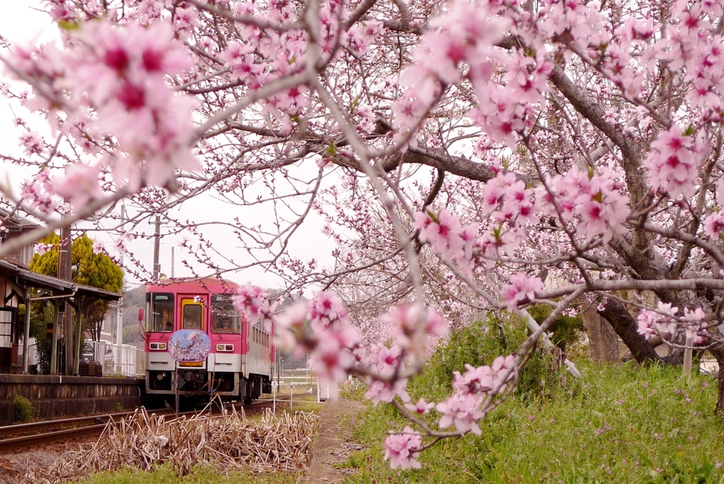 桜と北条鉄道