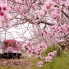 桜と北条鉄道