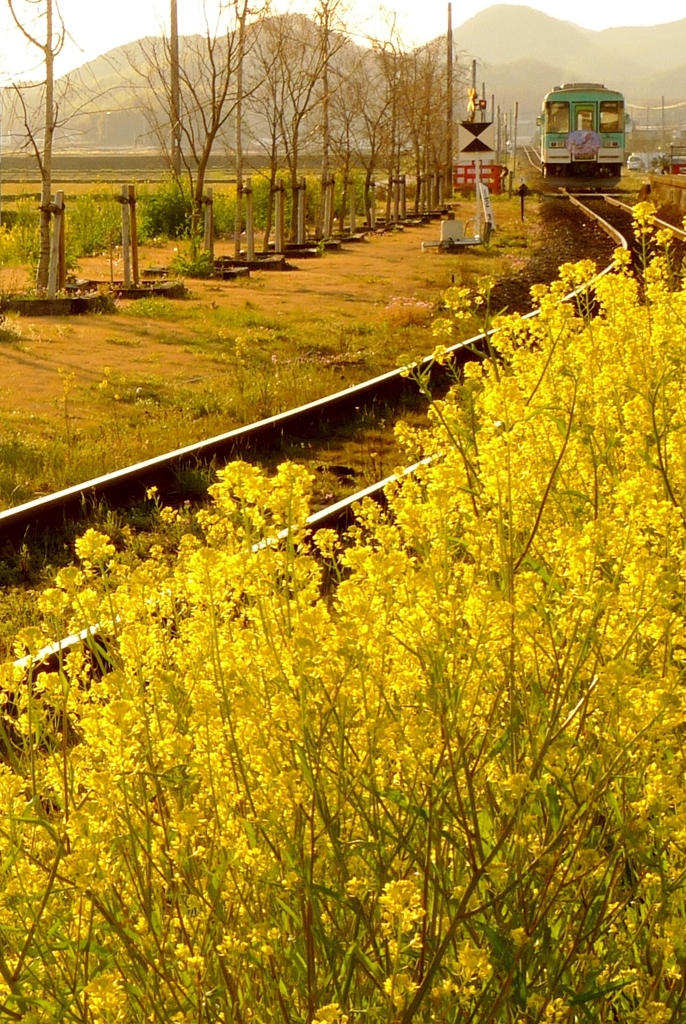 菜の花に見送られ。