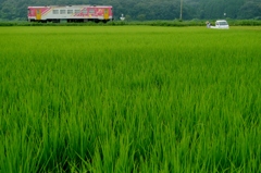 雨天決行
