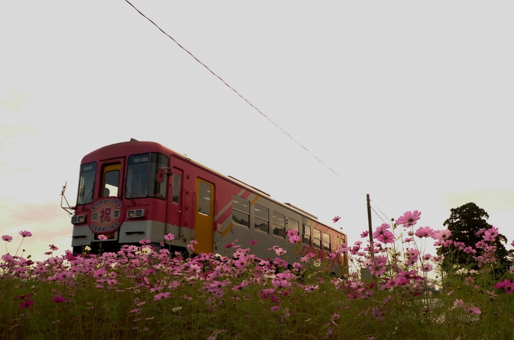 桜色の朝
