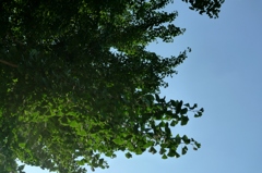 透過