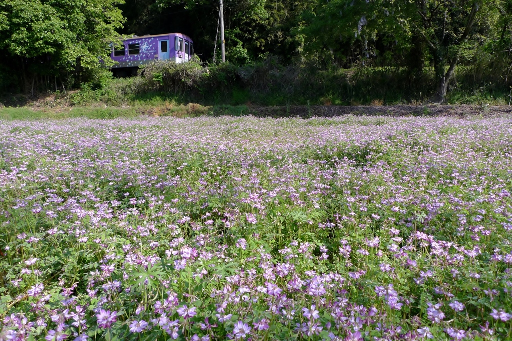 れんげと２号とふじの花