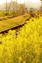 yellow rail