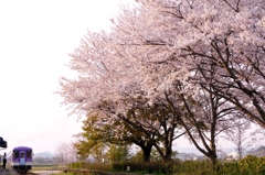 誰が為に花は咲く