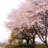 誰が為に花は咲く