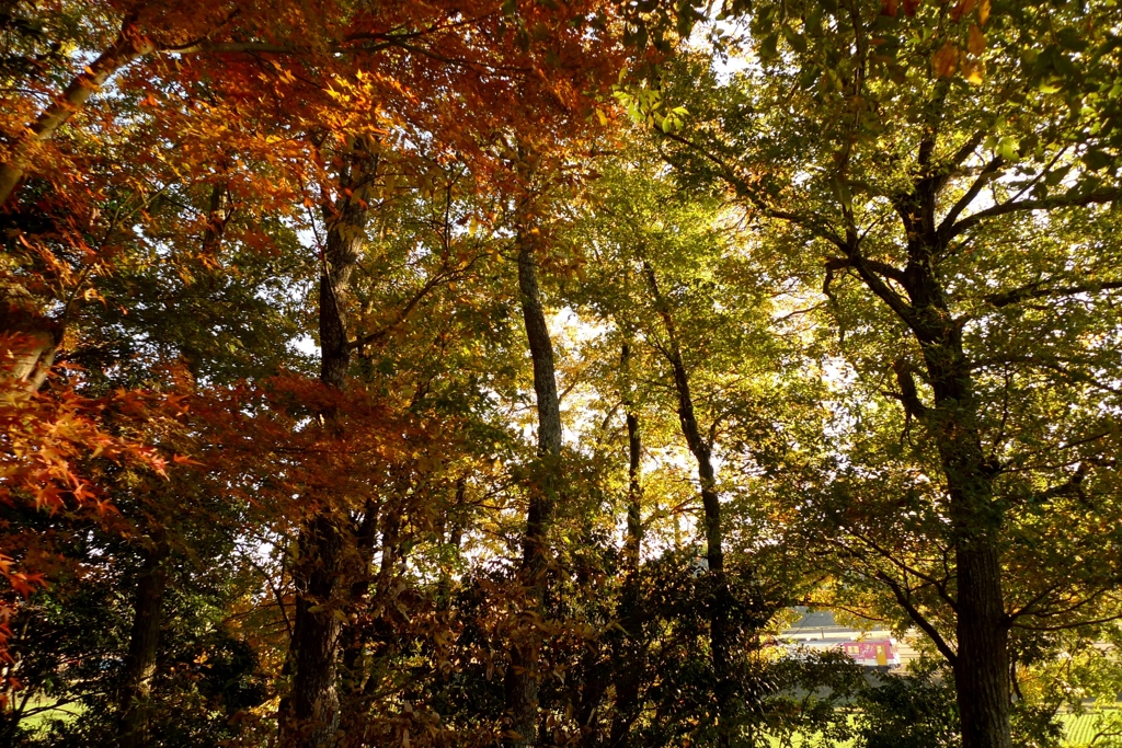 紅葉の隙間から