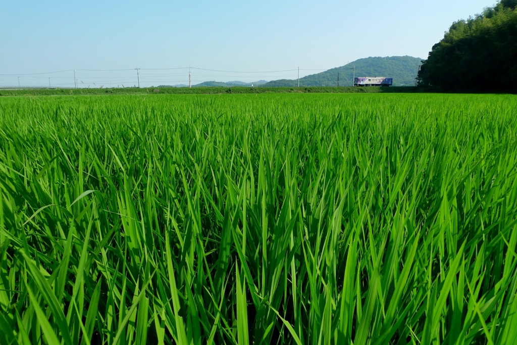 日陰