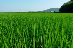 日陰