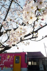 桜と北条鉄道