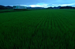 To RAIN