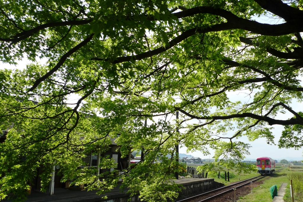 新緑の駅