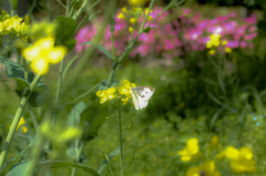 20160424-DSCF0034