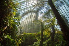 シンガポール・植物園