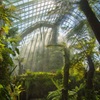シンガポール・植物園