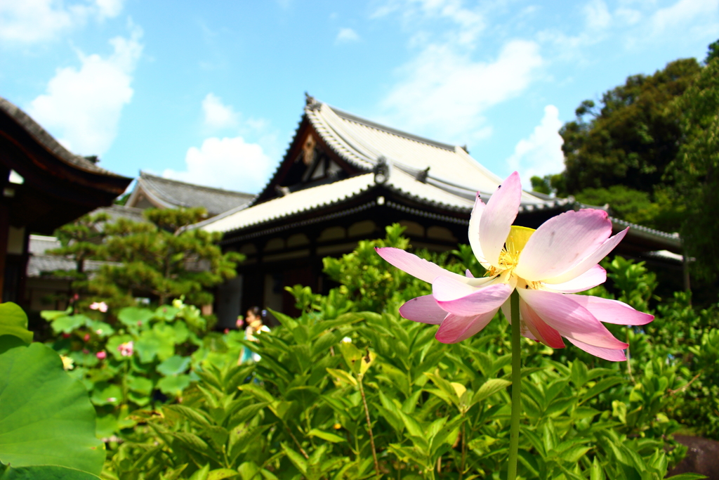 法金剛院