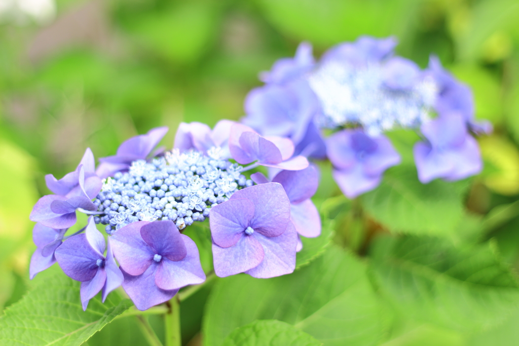 紫陽花