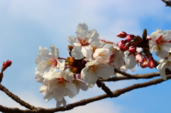 桜の開花