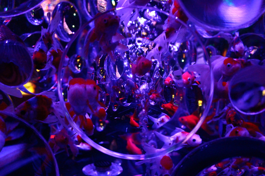 アートアクアリウム