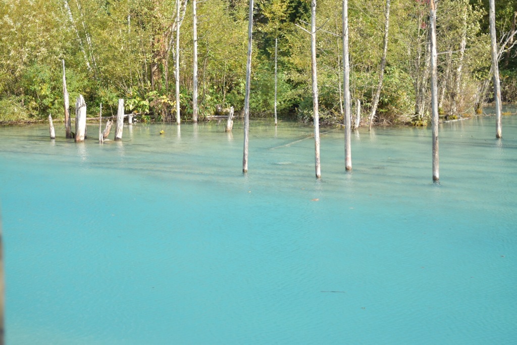 美瑛 青い池