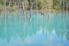 美瑛  青い池