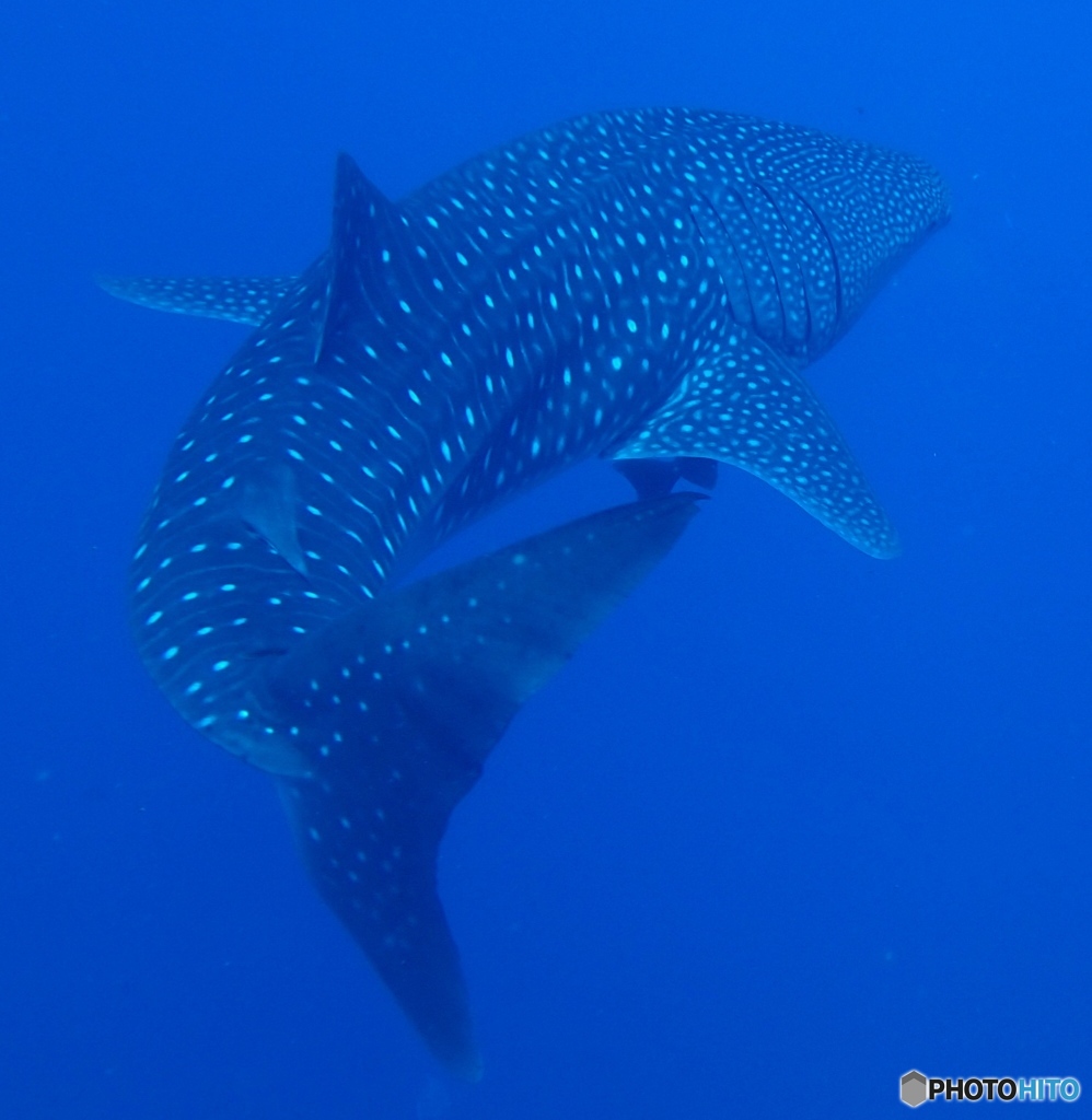 Whale shark dancing during scuba