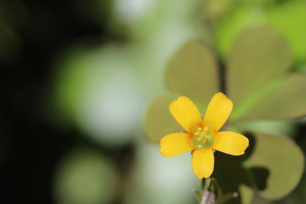 お花